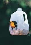 Bird Feeders Projects For Kids images Bird Feeders Projects For Kids images