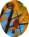 Bird Feeders Experiment images Bird Feeders Experiment images