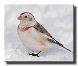 pictures of Bird Feeder Snow Bunting