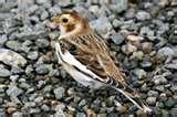 Bird Feeder Snow Bunting photos