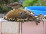 images of Bird Feeders Projects For Kids images of Bird Feeders Projects For Kids
