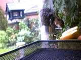 Bird Feeders Experiment images Bird Feeders Experiment images