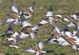 Bird Feeder Snow Bunting Bird Feeder Snow Bunting