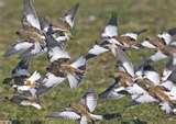 Bird Feeder Snow Bunting