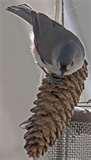 Bird Feeders Projects For Kids images Bird Feeders Projects For Kids images