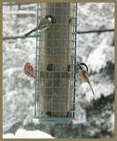 Bird Feeder Snow Bunting pictures Bird Feeder Snow Bunting pictures
