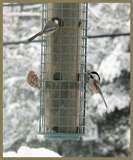 Bird Feeder Snow Bunting pictures