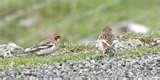 Bird Feeder Snow Bunting Bird Feeder Snow Bunting