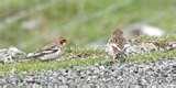 Bird Feeder Snow Bunting