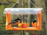 images of Bird Feeders Experiment
