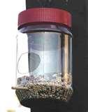 pictures of Bird Feeders Projects For Kids pictures of Bird Feeders Projects For Kids