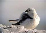 Bird Feeder Snow Bunting