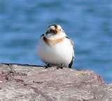 Bird Feeder Snow Bunting pictures Bird Feeder Snow Bunting pictures