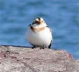 Bird Feeder Snow Bunting pictures