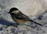 photos of Bird Feeders Experiment