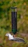 Bird Feeder Yankee Flipper Bird Feeder Yankee Flipper