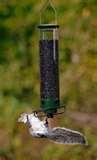 Bird Feeder Yankee Flipper