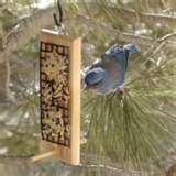 Bird Feeder With Peanut Butter pictures