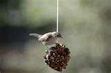 Bird Feeder With Peanut Butter pictures Bird Feeder With Peanut Butter pictures