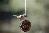 Bird Feeder With Peanut Butter pictures