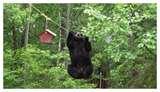 Bird Feeder Recommendations Bird Feeder Recommendations