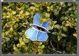 images of Bird Feeders Dragonflies images of Bird Feeders Dragonflies