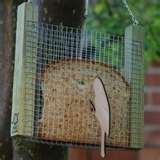 photos of Bird Feeder Recommendations photos of Bird Feeder Recommendations