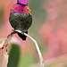 Bird Feeders Huntington Beach images Bird Feeders Huntington Beach images