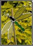 Bird Feeders Dragonflies Bird Feeders Dragonflies