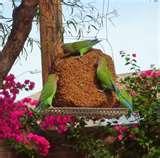 images of Bird Feeders Scottsdale