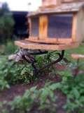 pictures of Bird Feeder With Stand