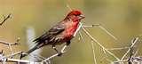 Bird Feeder Recommendations images Bird Feeder Recommendations images