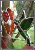 Bird Feeders Dragonflies pictures Bird Feeders Dragonflies pictures