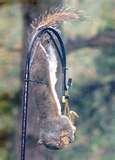 Bird Feeders Squirrels photos Bird Feeders Squirrels photos