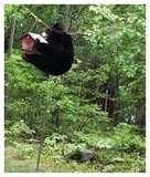 Bird Feeder Recommendations images Bird Feeder Recommendations images