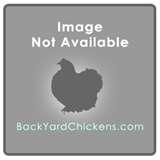 Bird Feeders Jokes images Bird Feeders Jokes images