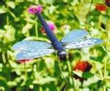 Bird Feeders Dragonflies images