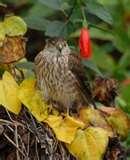 photos of Bird Feeders Flat