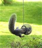 pictures of Bird Feeders Jokes pictures of Bird Feeders Jokes