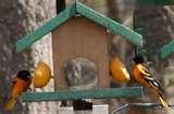 Bird Feeder Recommendations pictures Bird Feeder Recommendations pictures