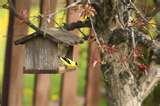 photos of Bird Feeder Goldfinch photos of Bird Feeder Goldfinch