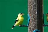 Bird Feeder Goldfinch images