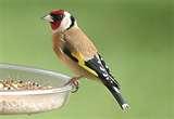 images of Bird Feeder Goldfinch
