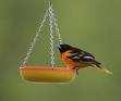 Bird Feeder Issues images
