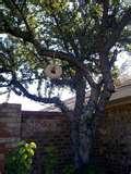 Knox Gelatin Bird Feeder images Knox Gelatin Bird Feeder images