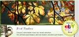 Bird Feeders Information Bird Feeders Information