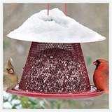 Bird Feeder Issues