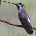 Bird Feeders Information Bird Feeders Information