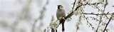 Bird Feeders Petco photos Bird Feeders Petco photos
