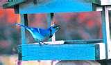 images of Bird Feeder Issues images of Bird Feeder Issues